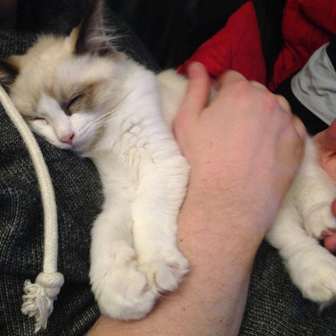 Ragdoll Dk Vandoll Royal Rocco RAG n 03 (daglig tale Rocco - Det rart at ligge i arm ;) billede 17