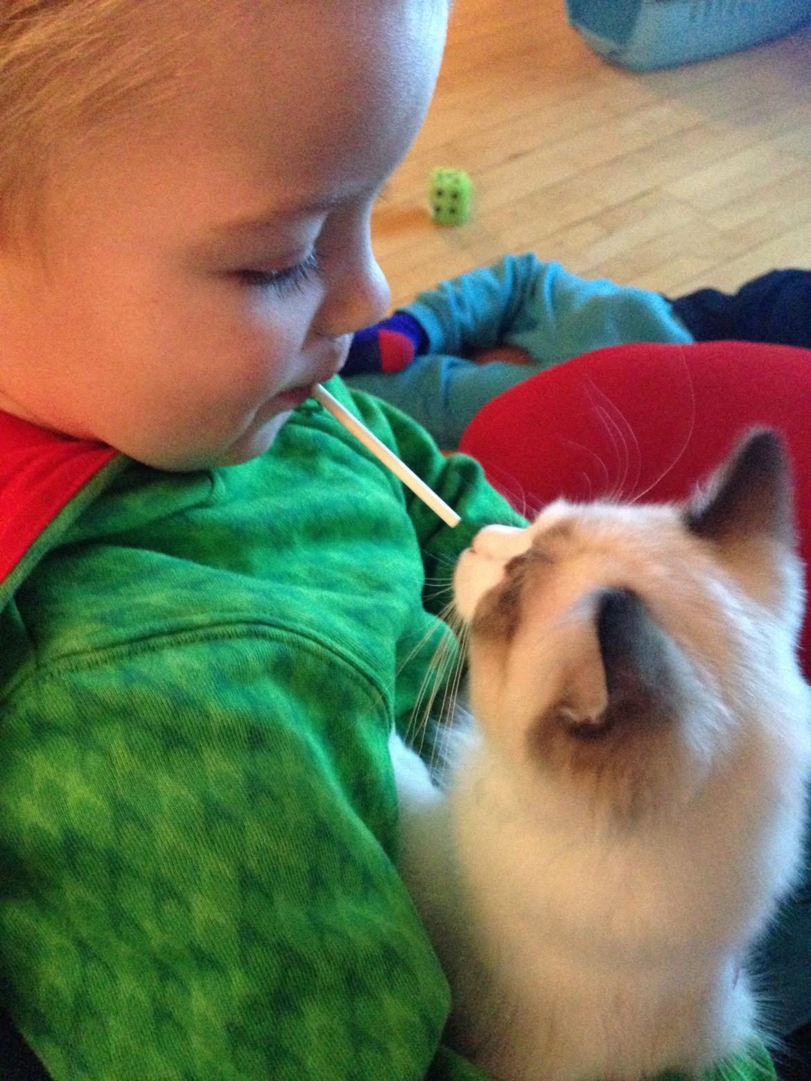 Ragdoll Dk Vandoll Royal Rocco RAG n 03 (daglig tale Rocco - "Hvad er det der for en pind du har i munden?" billede 18