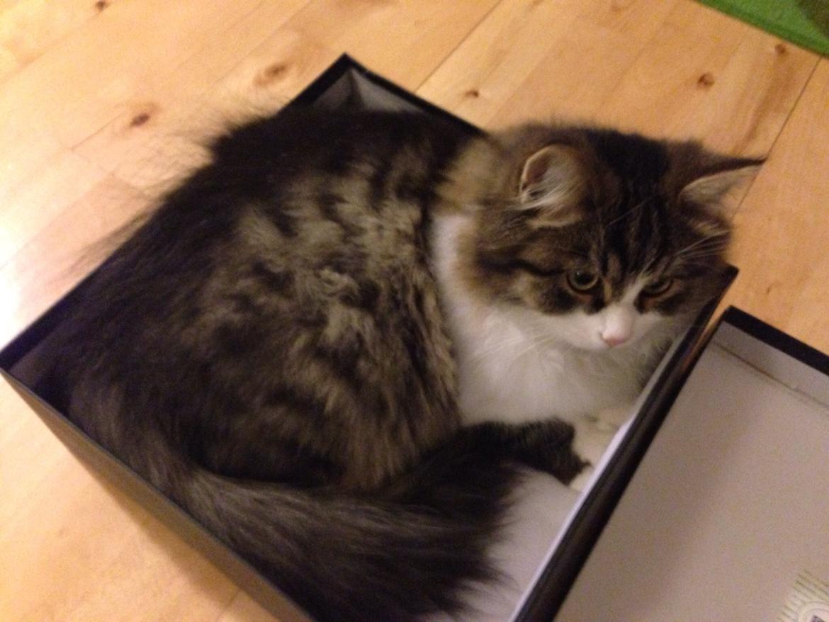 Sibirisk Kat Deirs Hawkeye, Tarzan billede 8