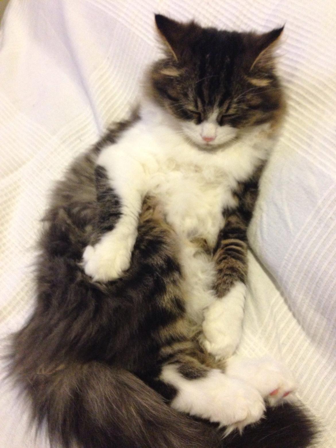 Sibirisk Kat Deirs Hawkeye, Tarzan billede 9