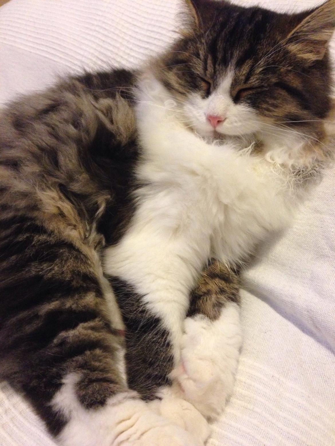 Sibirisk Kat Deirs Hawkeye, Tarzan billede 10