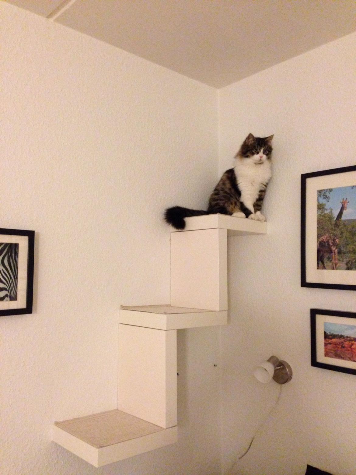 Sibirisk Kat Deirs Hawkeye, Tarzan billede 11