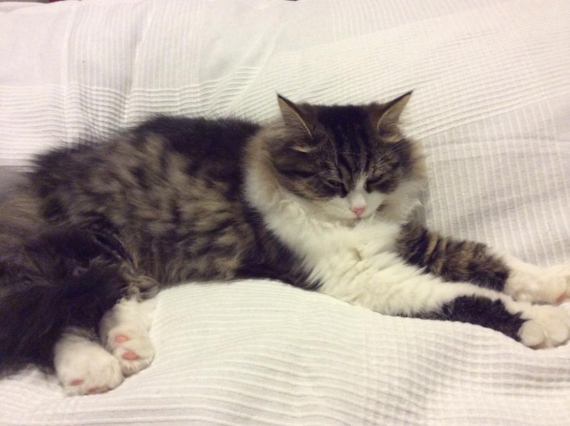 Sibirisk Kat Deirs Hawkeye, Tarzan billede 12