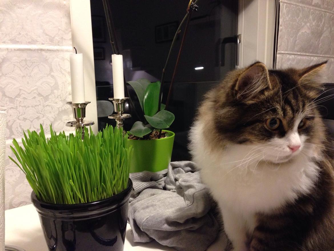 Sibirisk Kat Deirs Hawkeye, Tarzan billede 13