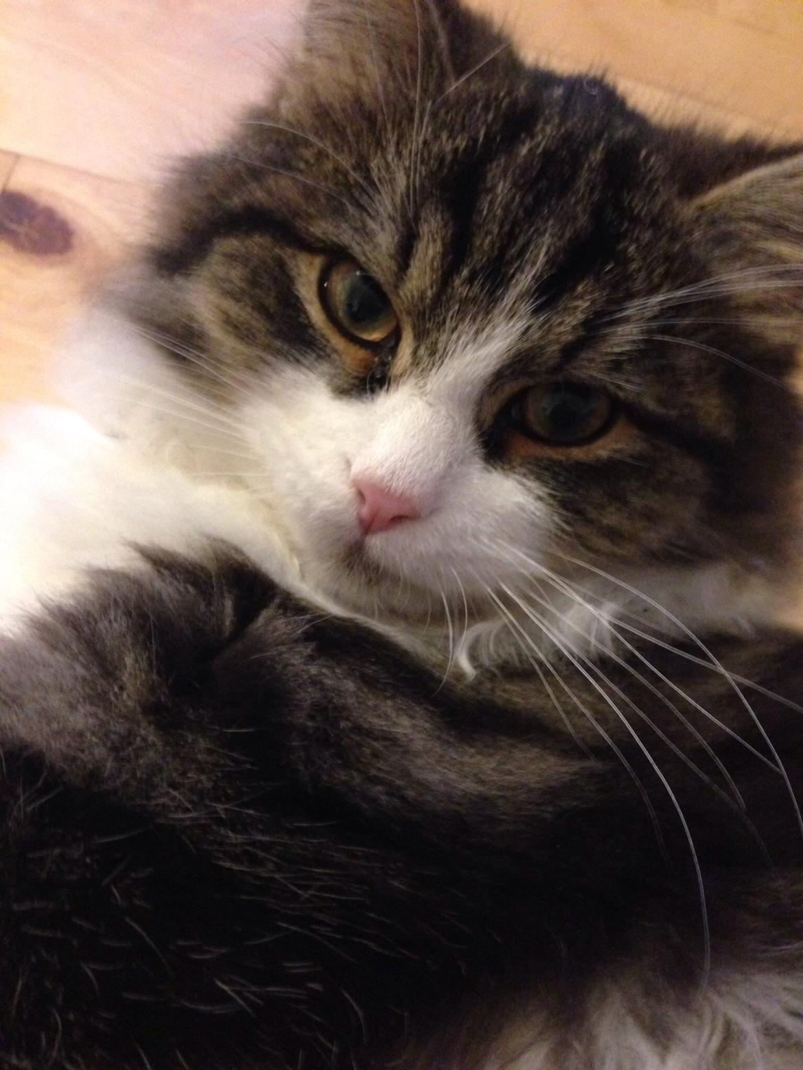 Sibirisk Kat Deirs Hawkeye, Tarzan billede 14