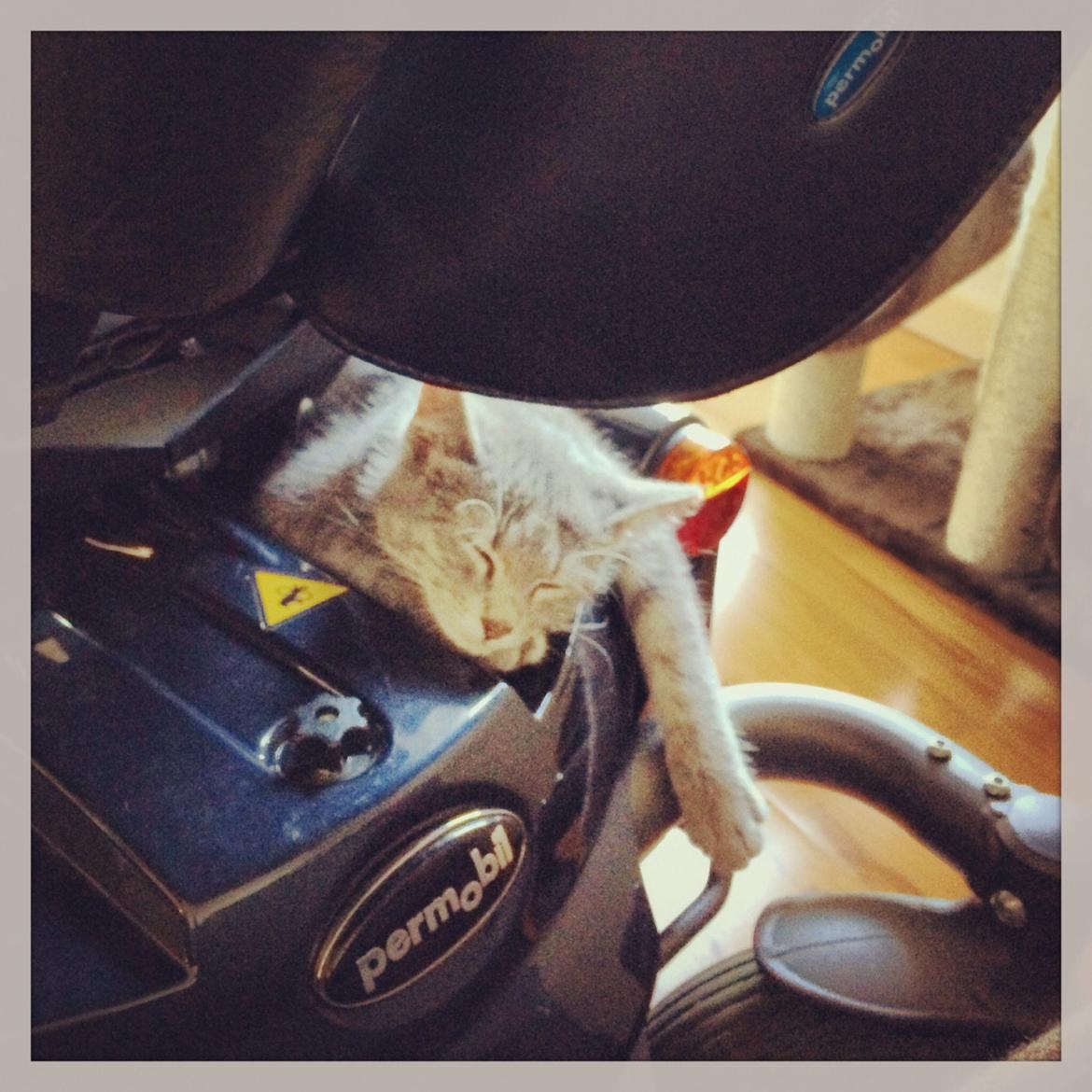 Huskat Putte billede 1