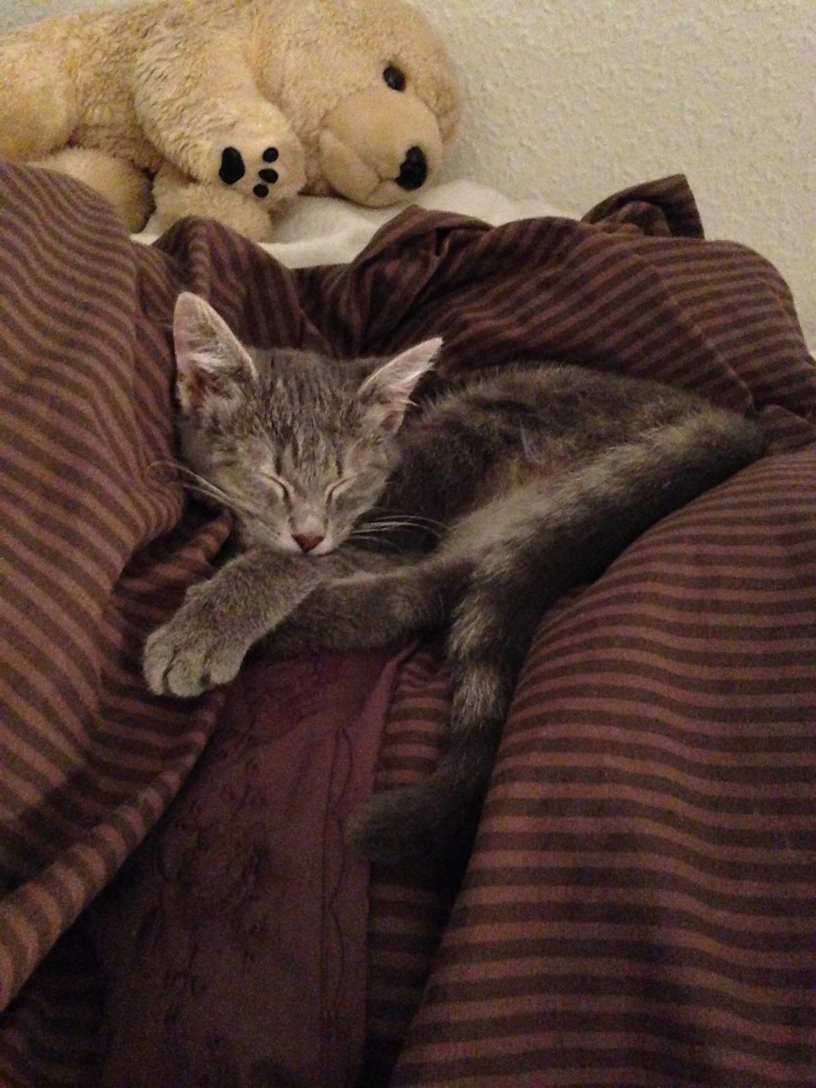 Huskat Putte - Min første nat, hos min nye mor. Jeg er en tillidsfuld lille prinsesse <3 billede 3