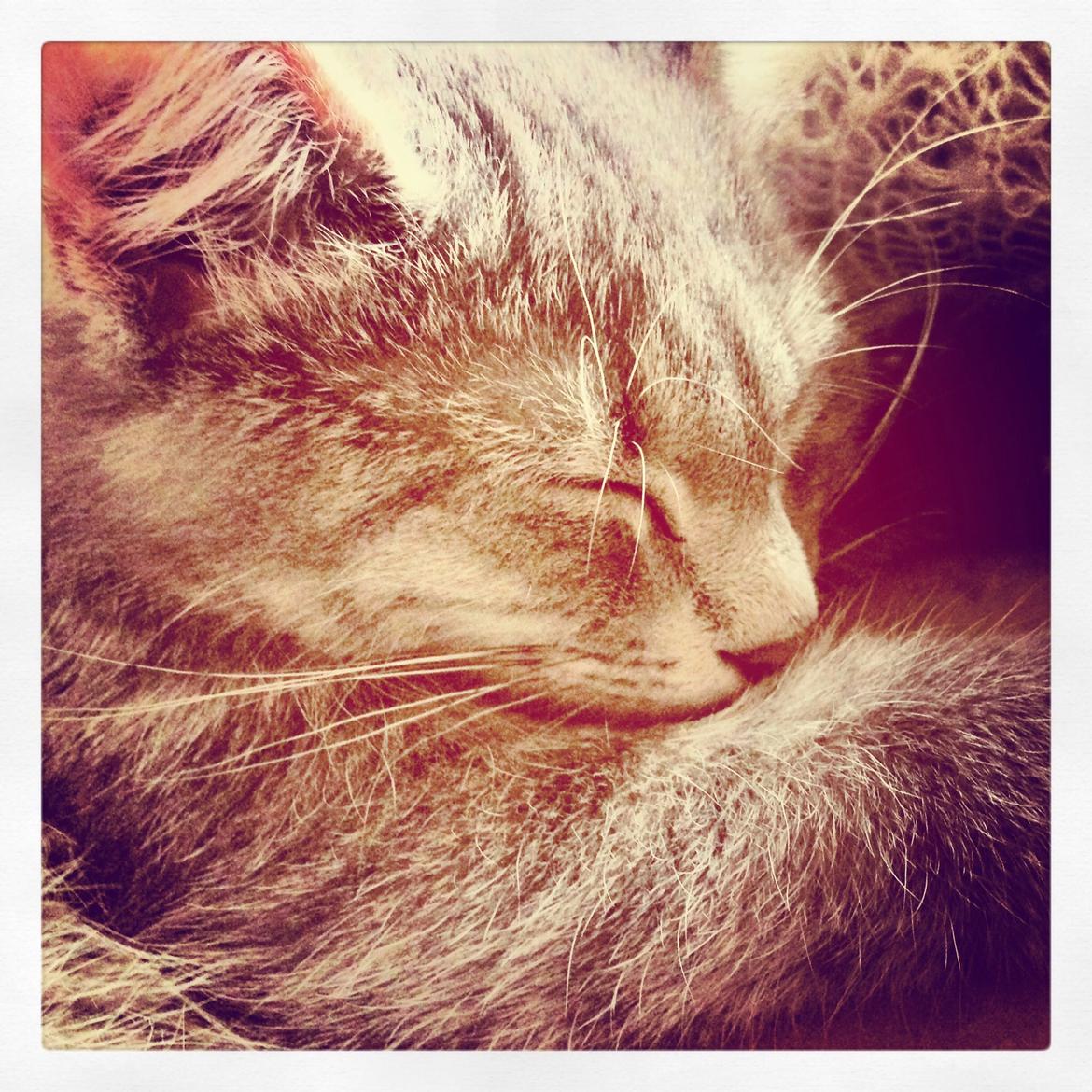 Huskat Putte billede 6