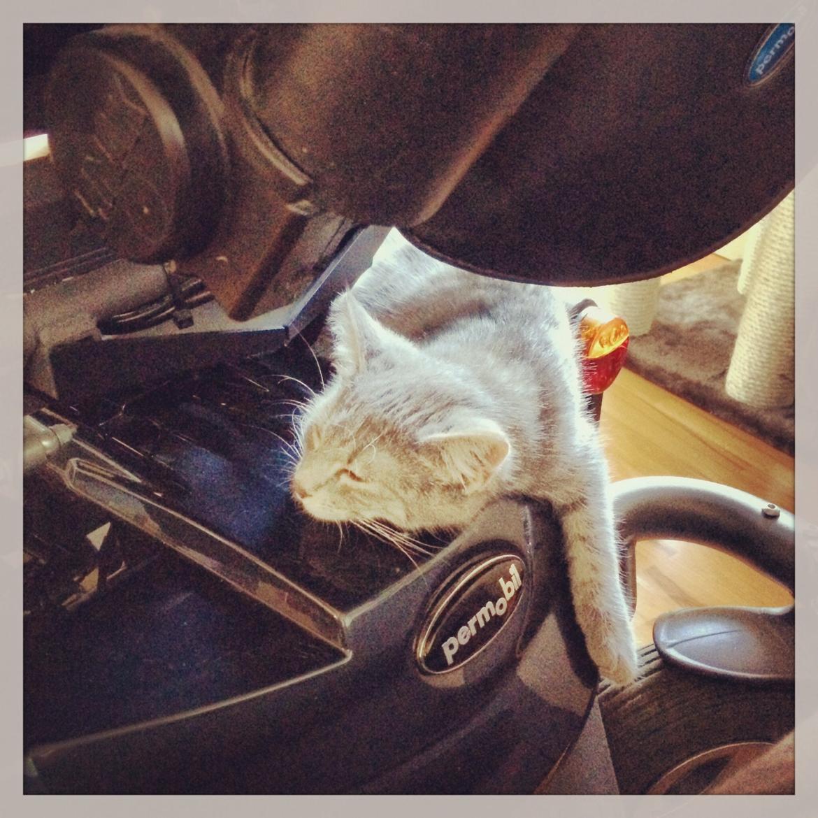 Huskat Putte billede 8