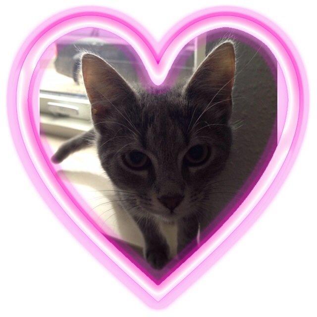 Huskat Putte billede 9