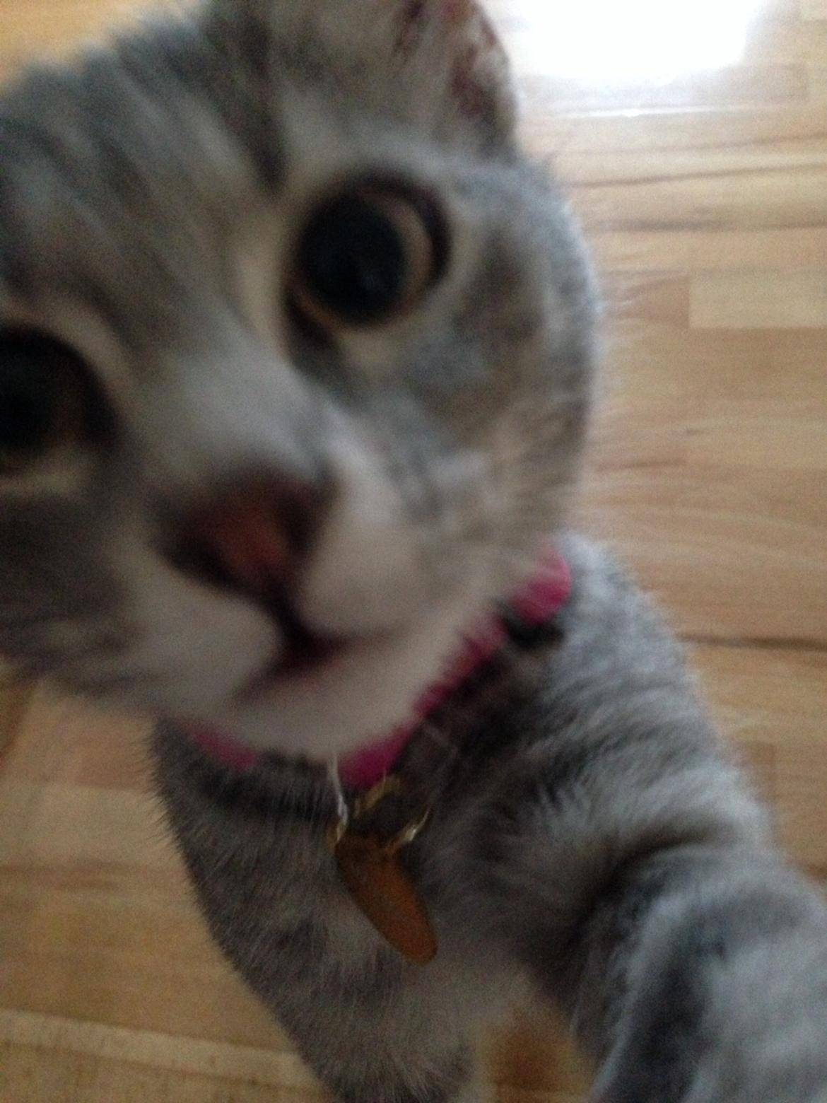 Huskat Putte billede 10