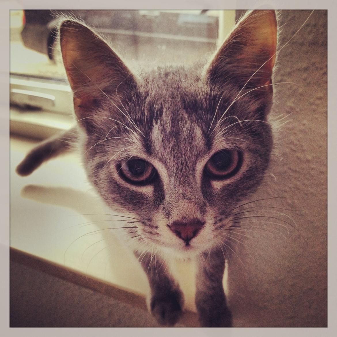 Huskat Putte billede 11