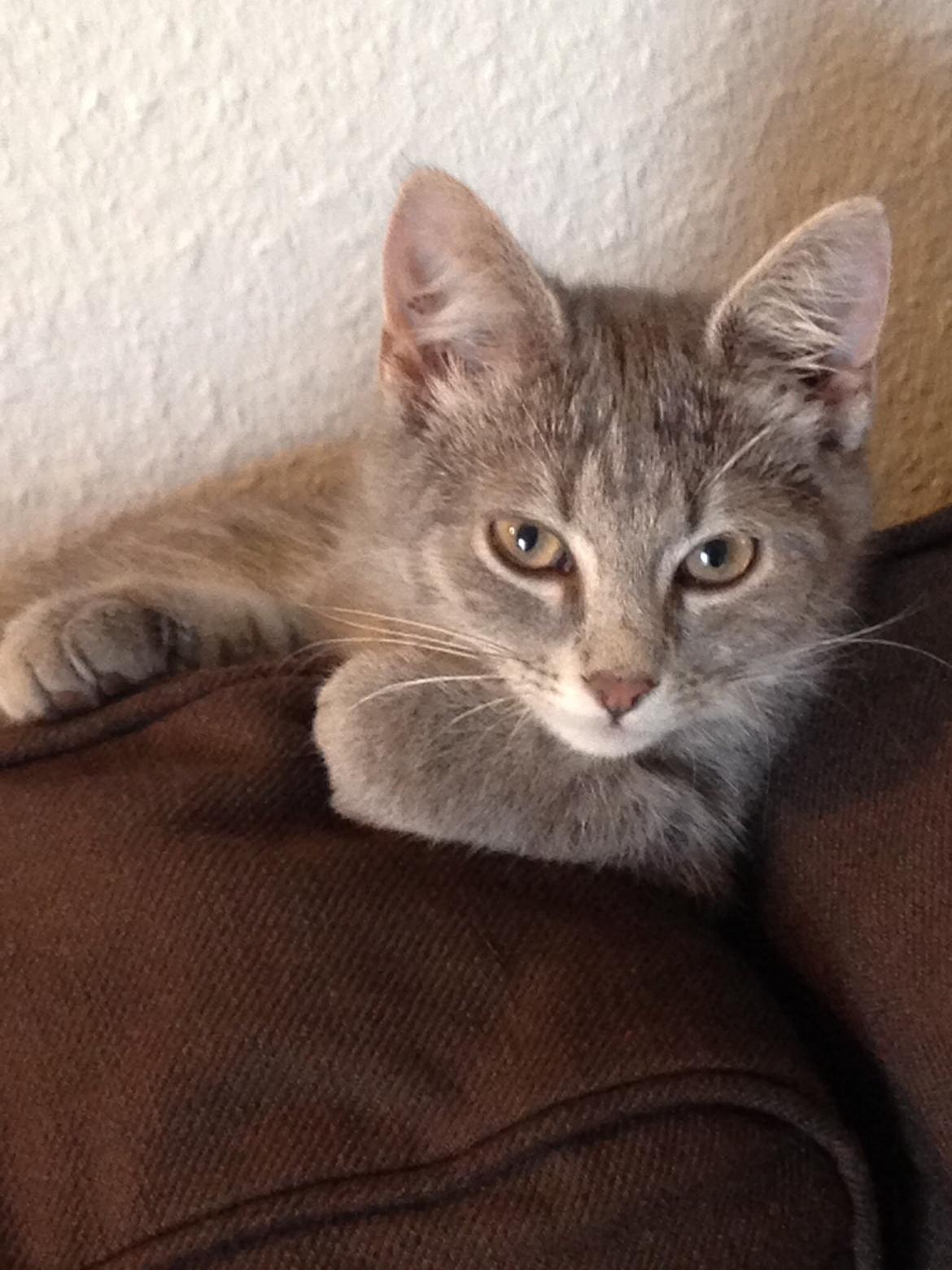 Huskat Putte billede 12