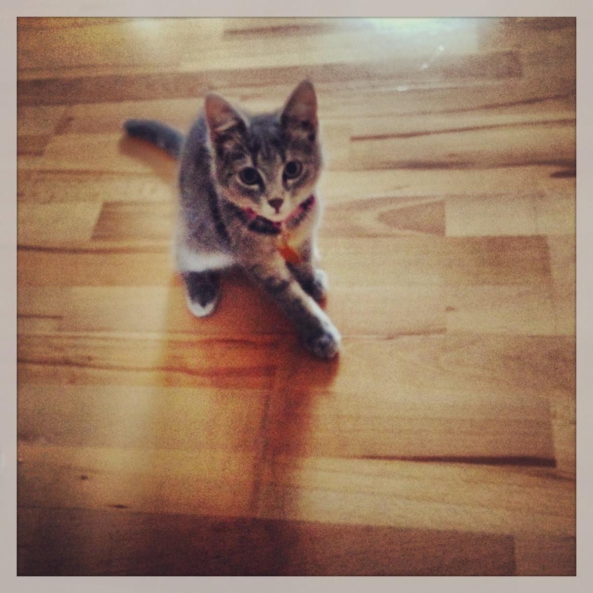 Huskat Putte billede 13