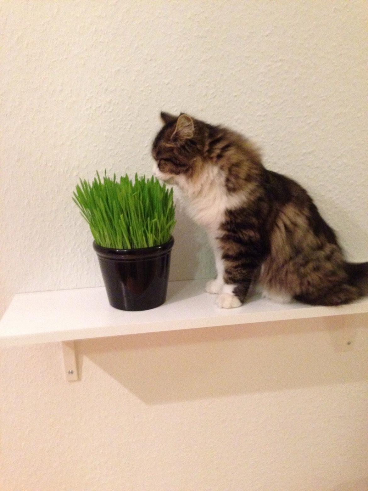 Sibirisk Kat Deirs Hawkeye, Tarzan billede 15