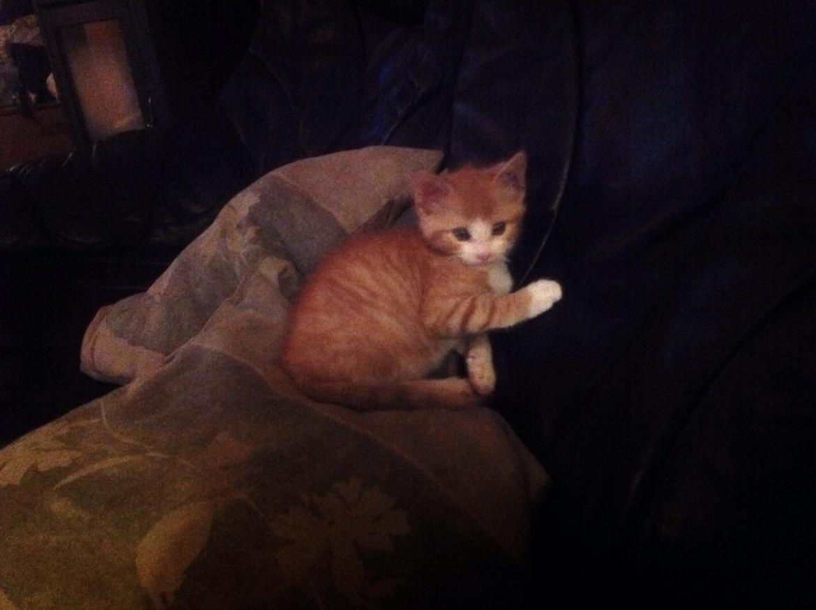 Huskat Sofus billede 32