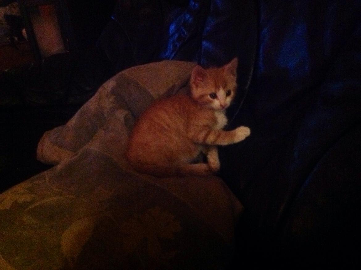 Huskat Sofus billede 33