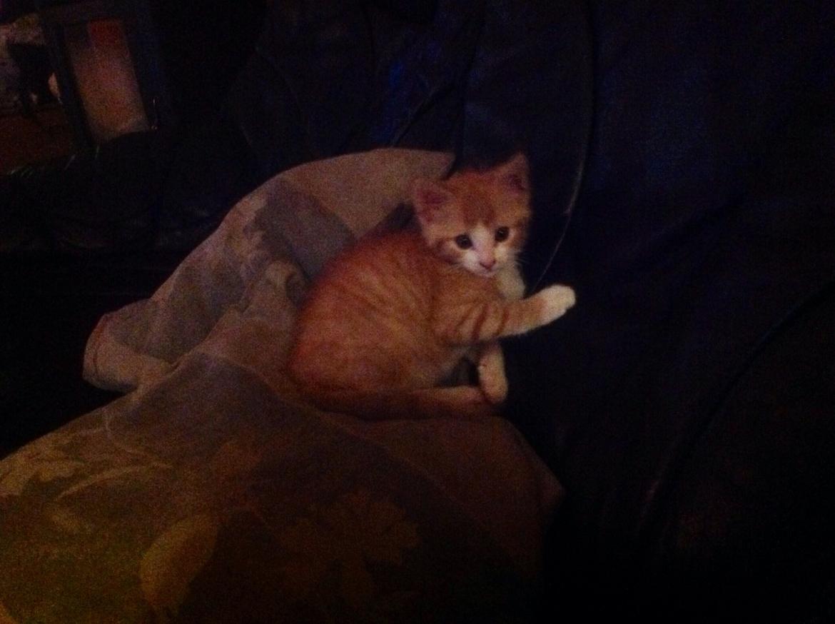 Huskat Sofus billede 34