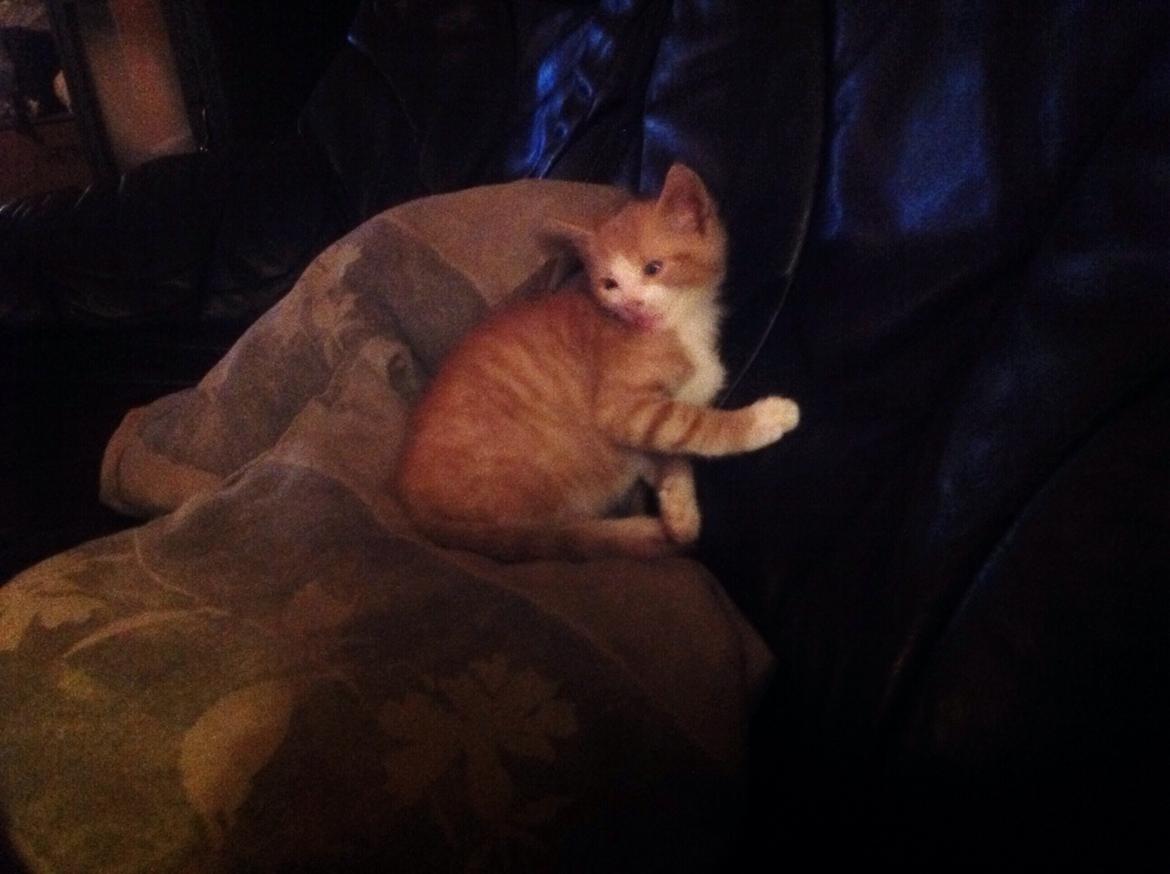 Huskat Sofus billede 36