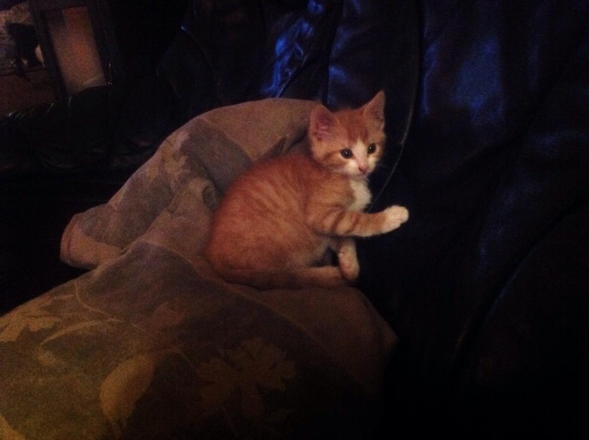 Huskat Sofus billede 37