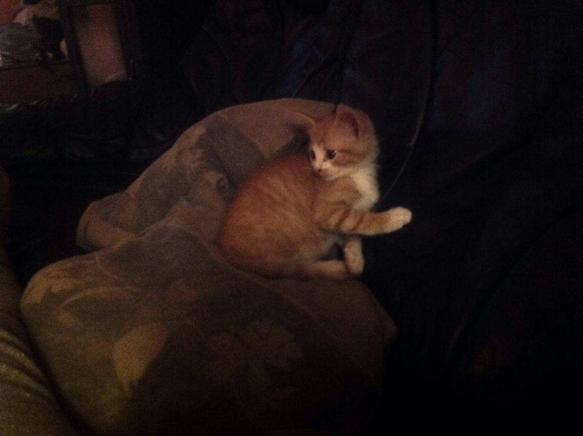 Huskat Sofus billede 38