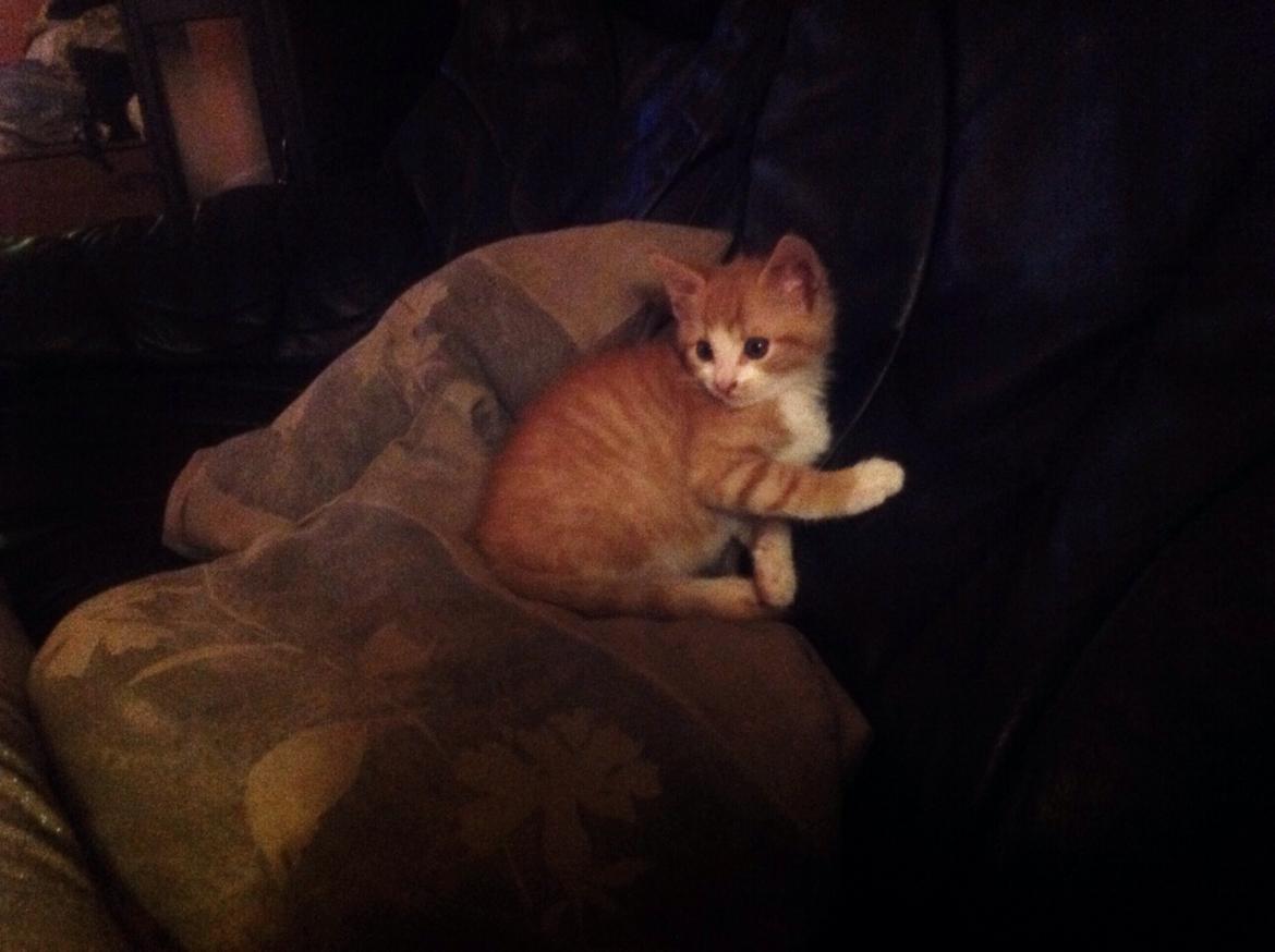 Huskat Sofus billede 39