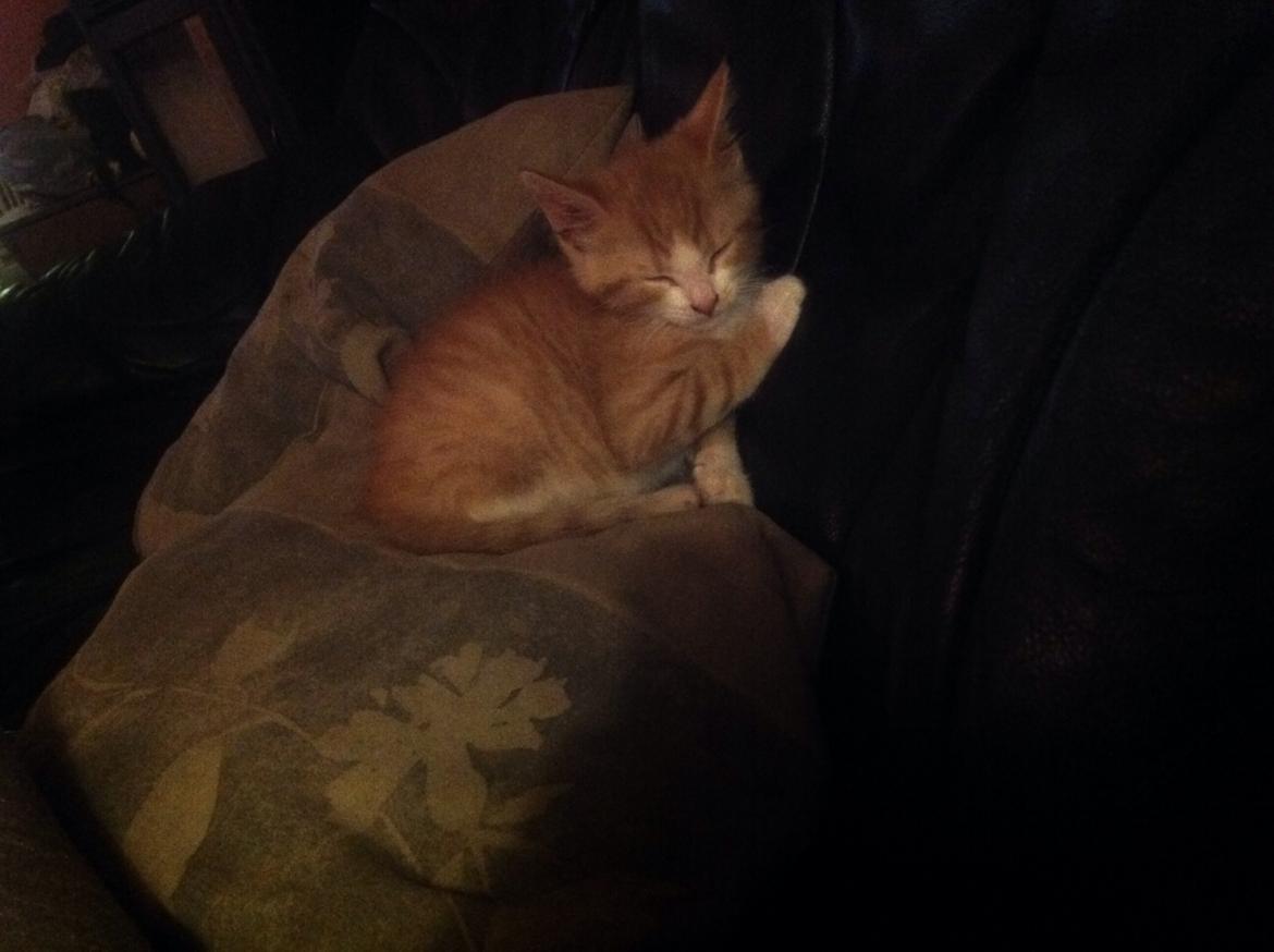 Huskat Sofus billede 40