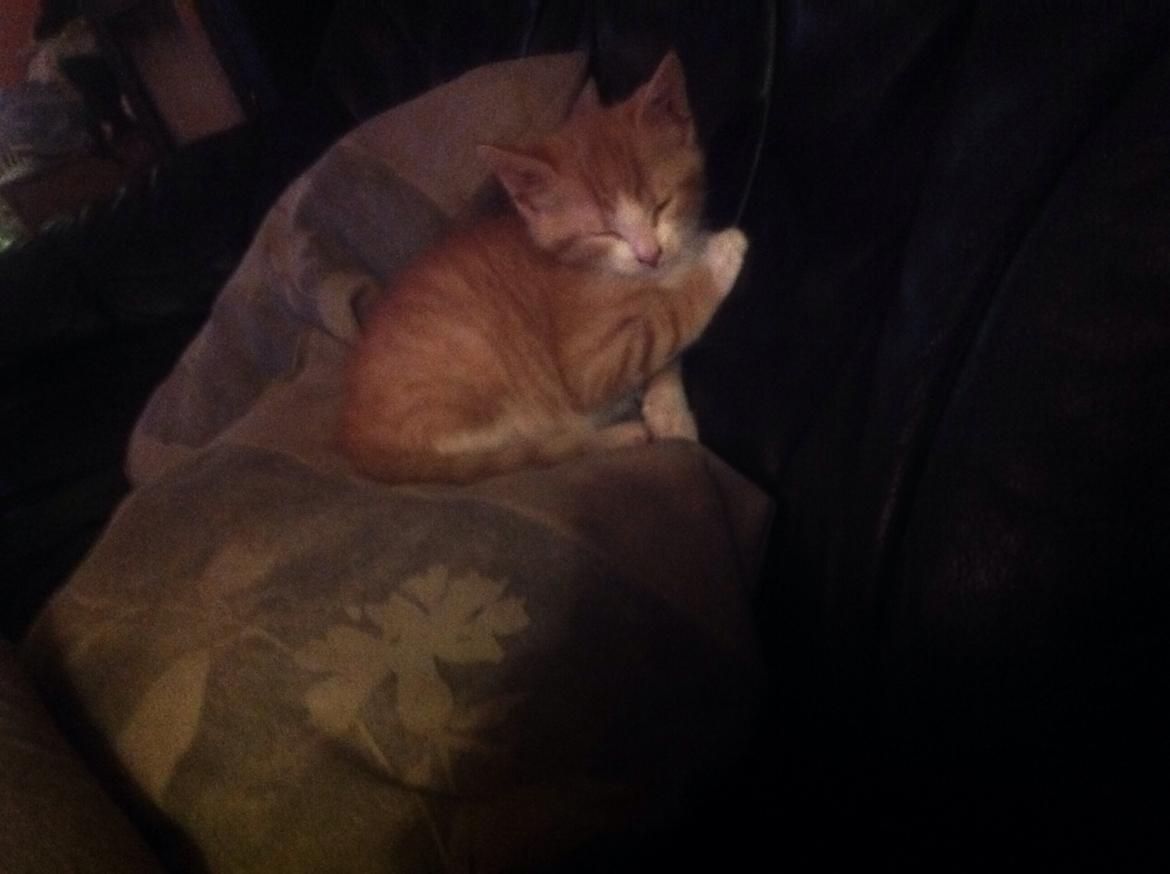 Huskat Sofus billede 41