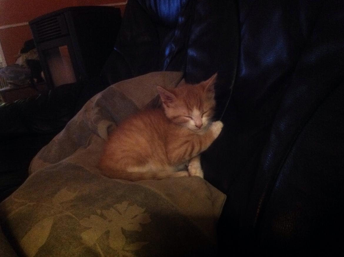 Huskat Sofus billede 42