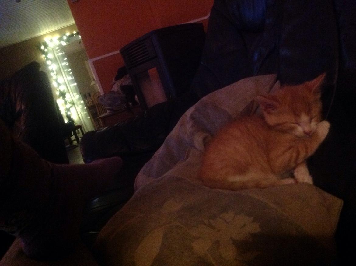 Huskat Sofus billede 43