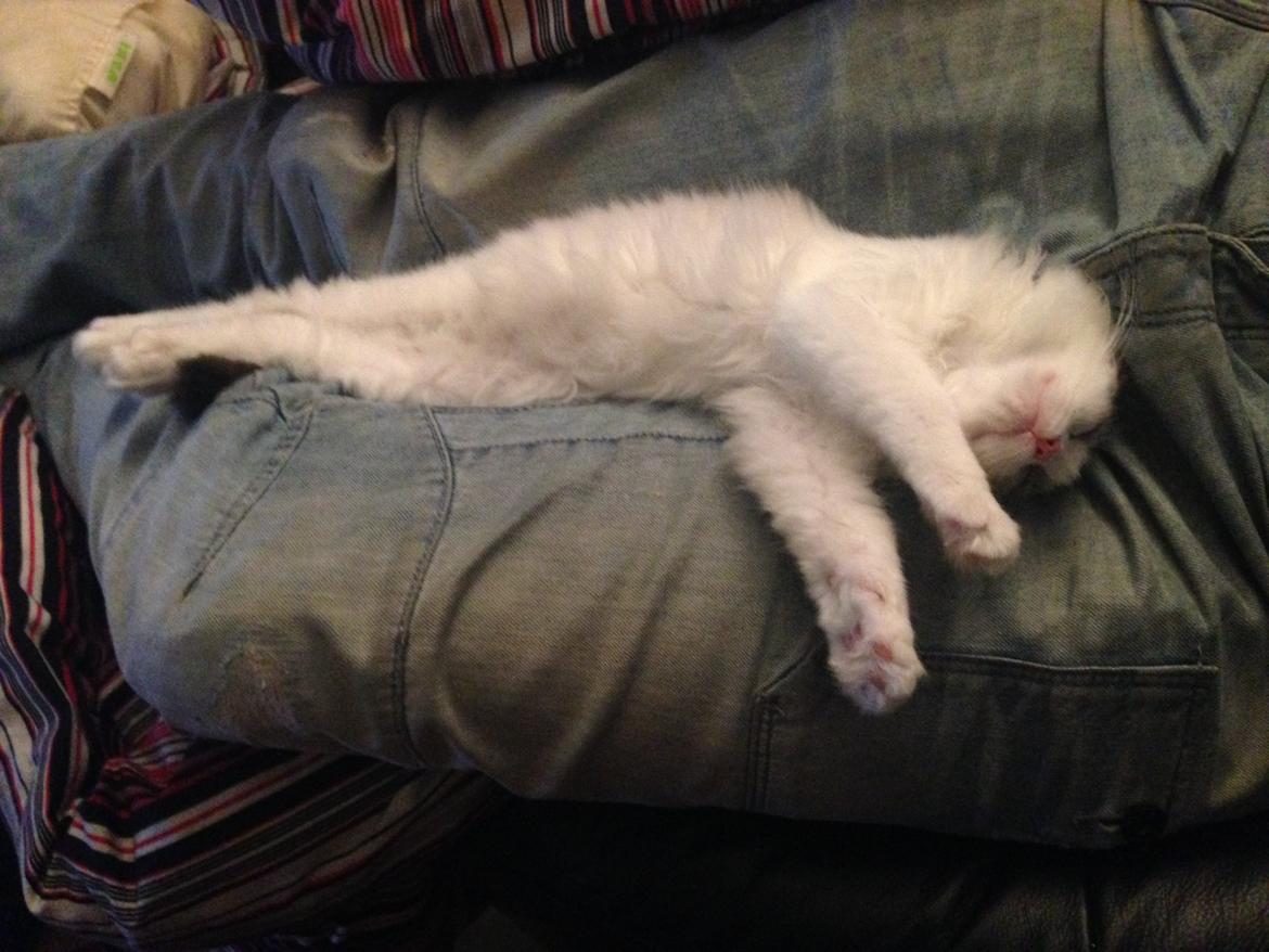 Ragdoll Dk Vandoll Royal Rocco RAG n 03 (daglig tale Rocco - Flyder lige ud på 'fars' ben <3 billede 19