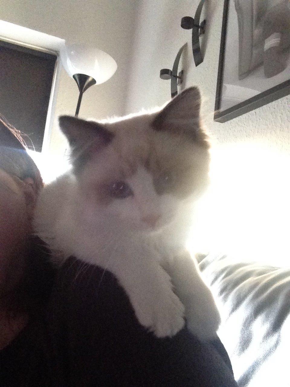 Ragdoll Dk Vandoll Royal Rocco RAG n 03 (daglig tale Rocco - Kat eller papegøje, jeg har endnu ikk helt besluttet mig! billede 20