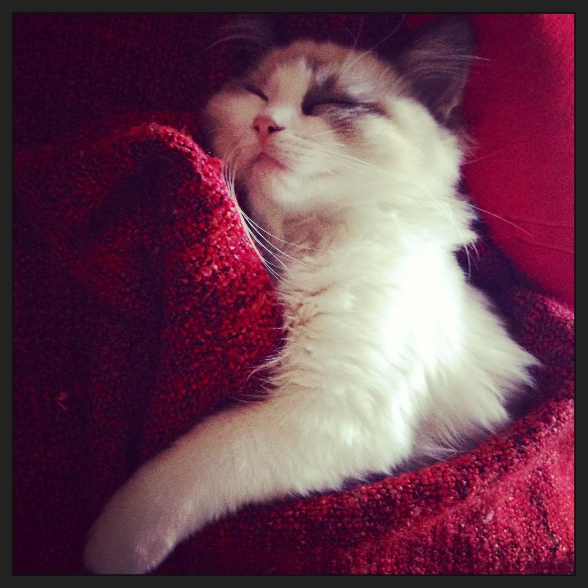 Ragdoll Dk Vandoll Royal Rocco RAG n 03 (daglig tale Rocco - Så fik man overtaget 'mors' tæppe. (har selv puttet sig under) billede 21