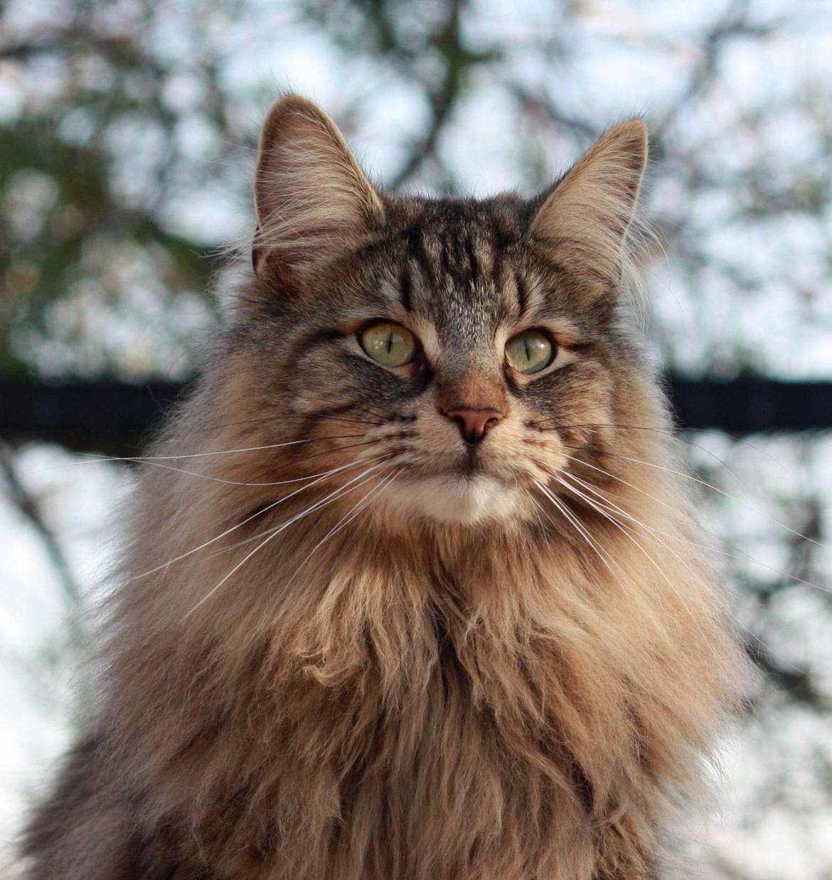 Norsk Skovkat DK SHAGGYTAIL'S YAHOO GIZMO - Smukke dreng billede 1