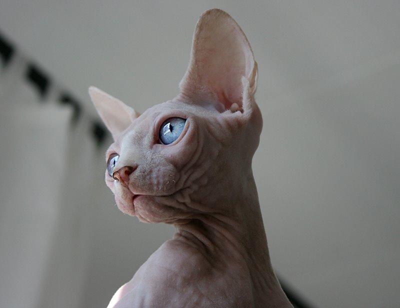 Sphynx Magnus Anat Her*PL - "Gustav" billede 15