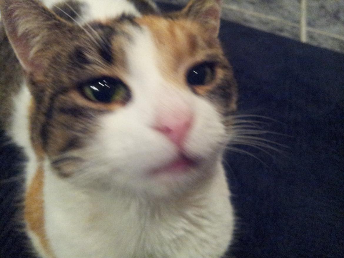 Huskat Hjerte billede 2