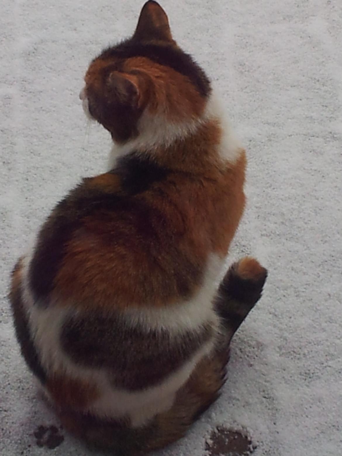 Huskat Hjerte billede 5