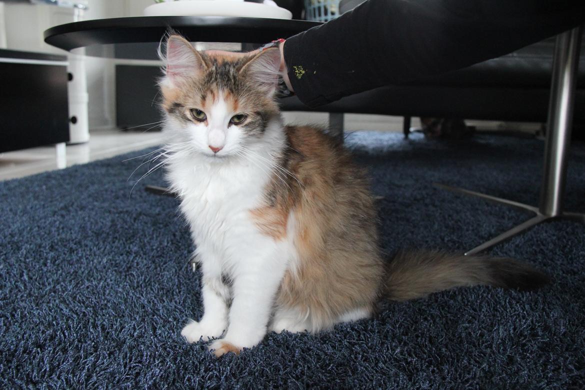 Blanding af racer Miffi billede 8