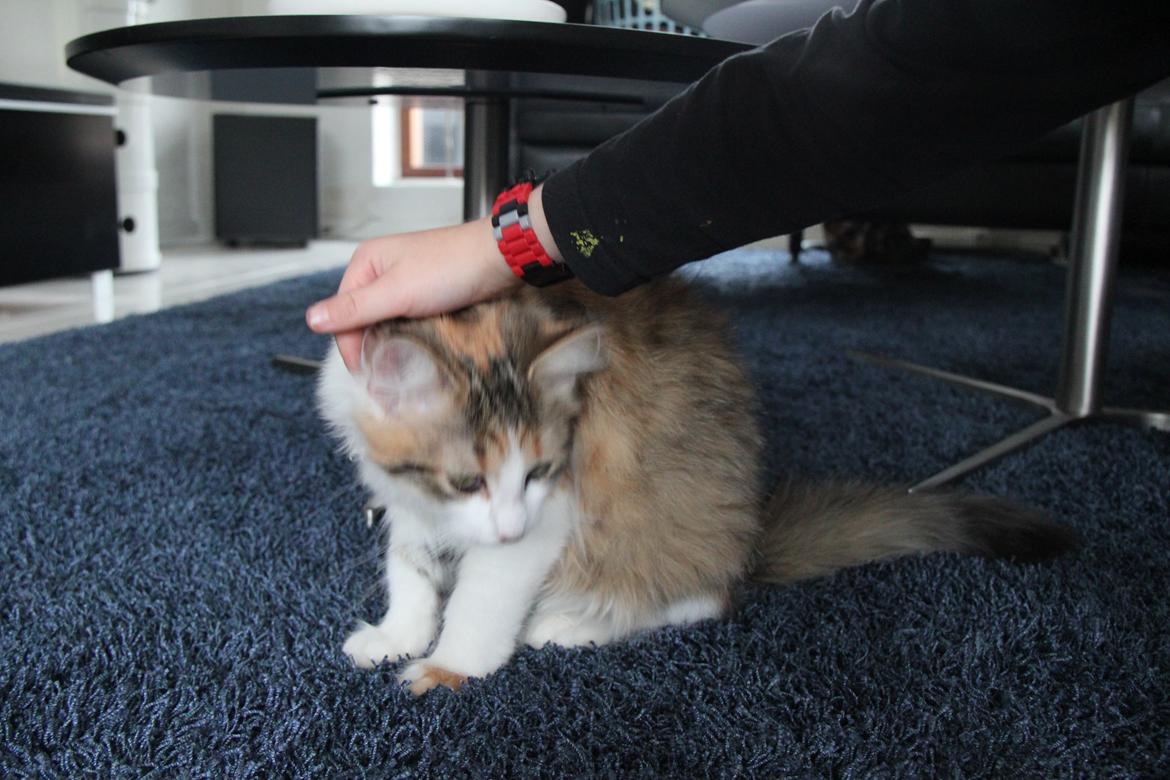 Blanding af racer Miffi billede 6