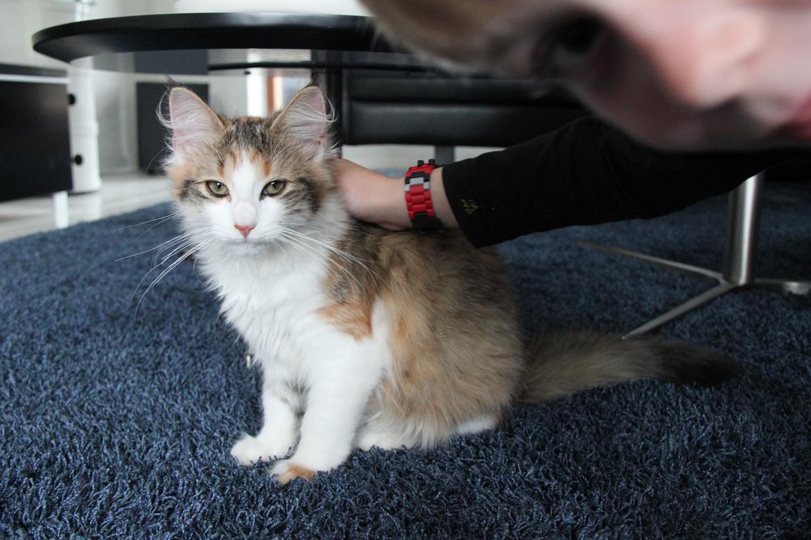 Blanding af racer Miffi billede 7