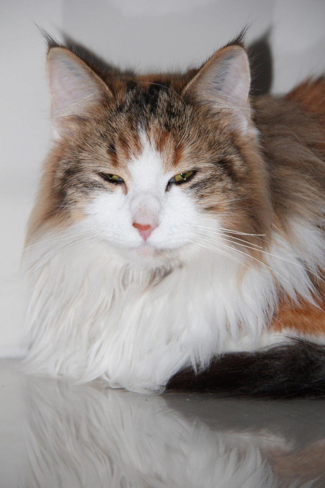 Blanding af racer Miffi billede 2