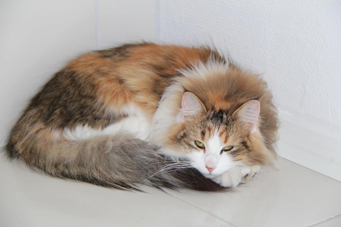 Blanding af racer Miffi billede 3