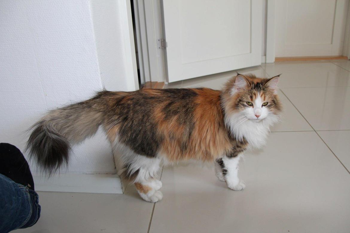 Blanding af racer Miffi billede 4