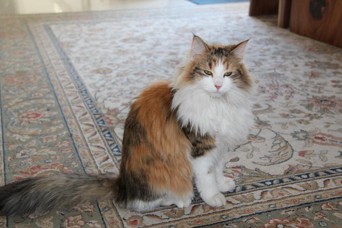 Blanding af racer Miffi billede 5