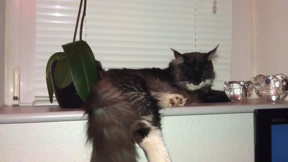 Blanding af racer Frede billede 2