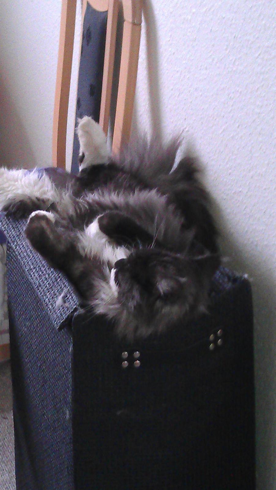 Blanding af racer Frede billede 9