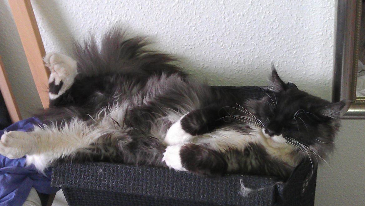 Blanding af racer Frede billede 1