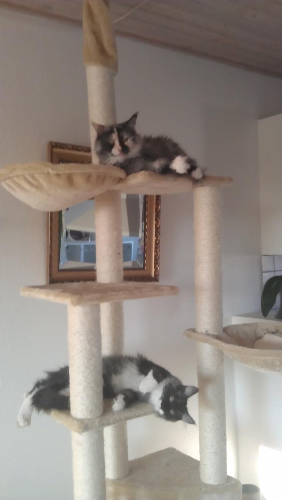 Maine Coon Aia billede 2