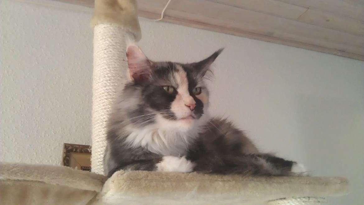 Maine Coon Aia billede 1