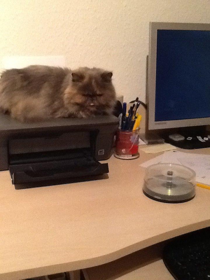 Perser Lillefix billede 8